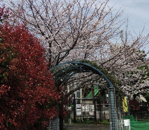 blog桜.jpg